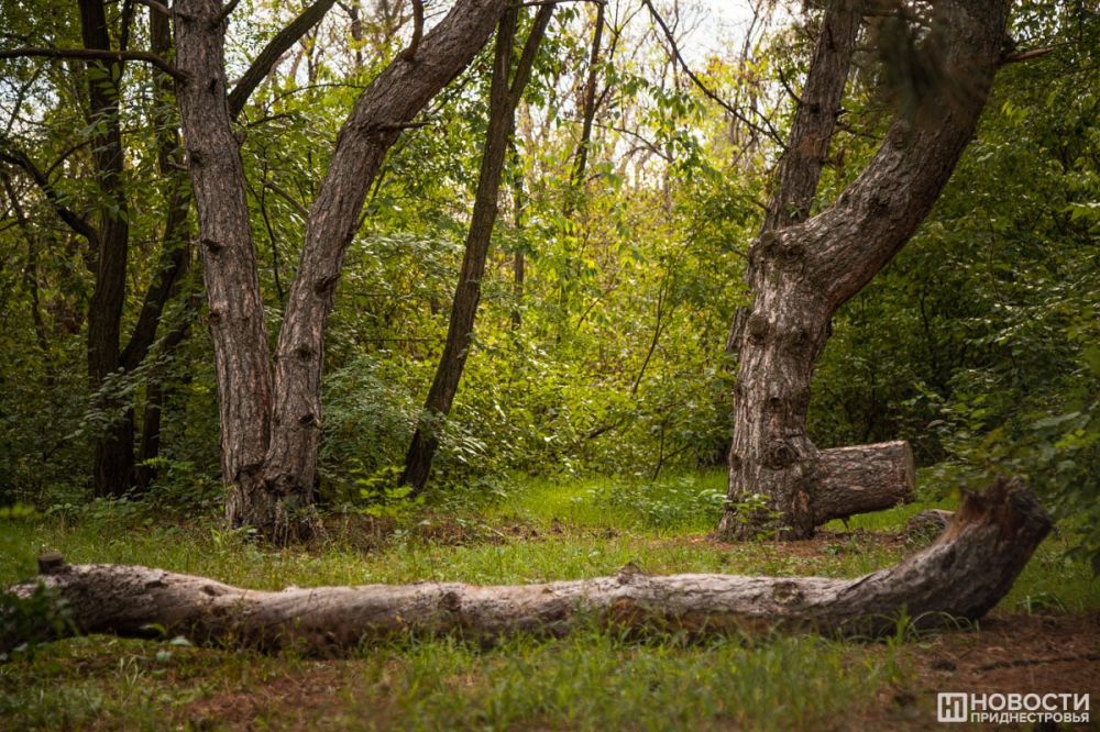 ����� ����� �� ������ �������� 14 �������