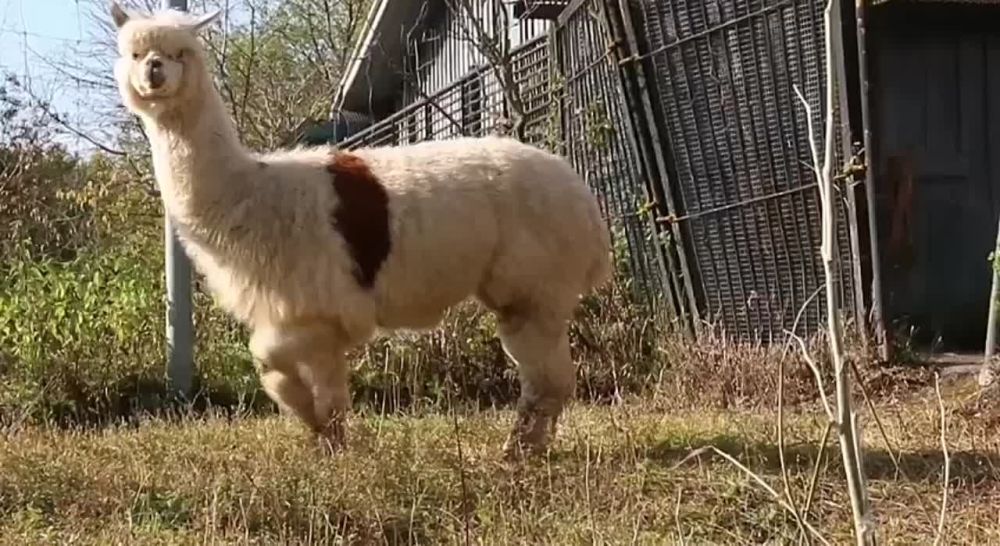 � ���������� �������� ������� ������� ������� �������