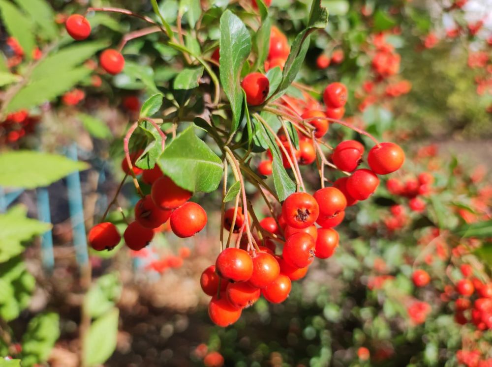 ������ ������ �� �������� ����������� �������������