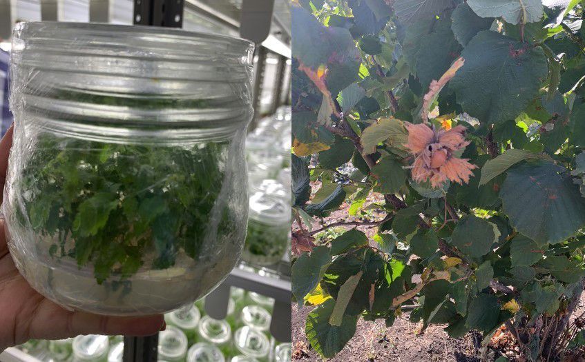 ����� ������� � ��������, � ������ - ��� � ����