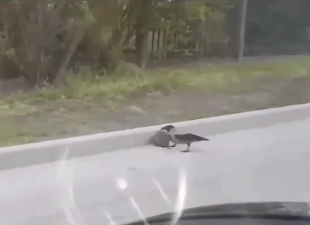 ������ ���. ������ �������� ����� ������� ������