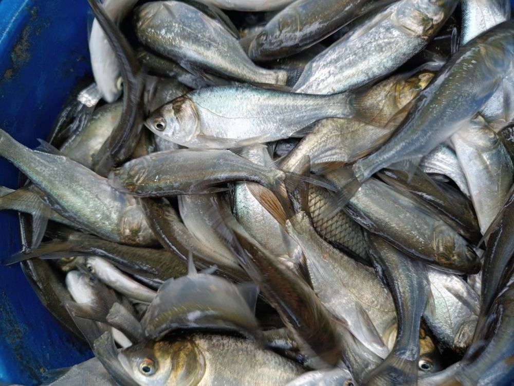 ������� ���������� �������� ���������� ������������