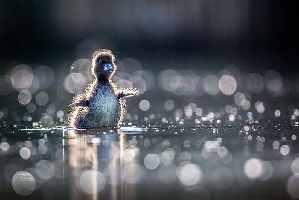 � ������ ���������� ���� �� ����� ���������� ���������� ������������� ����� ������� ������ �������� ������ � 60 ����� ���������� � ����� 17 �����������