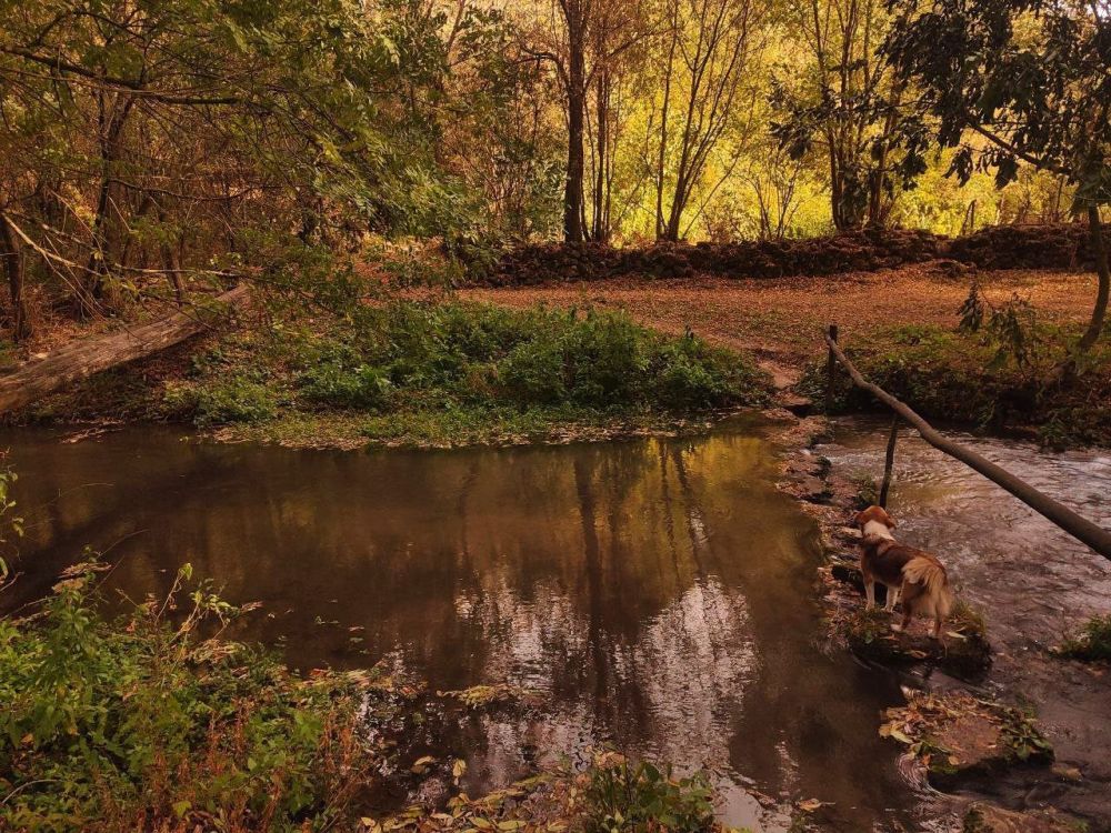 ���� ����-������. ����� ����������. ��������� ��������� ���� ����� ����������� �� ����������� ��������