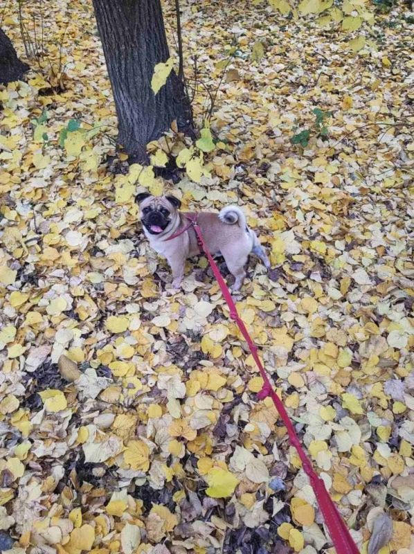 ������ ��������� ���-�� ��������