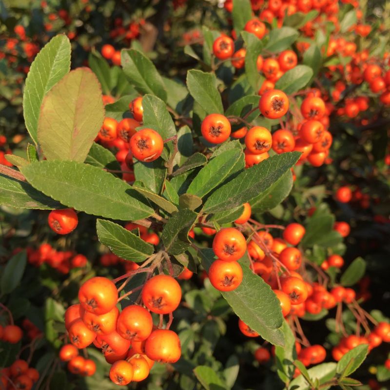 ������� ������������ �������� �������� ������ ��������� ����������, � ���� ������� � �������� ����������, � ��� � ���� ���� "��������" �����-��� � ����� ������ �����