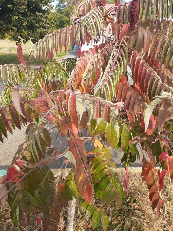 ��� ������ �������.. ���� ������ �������