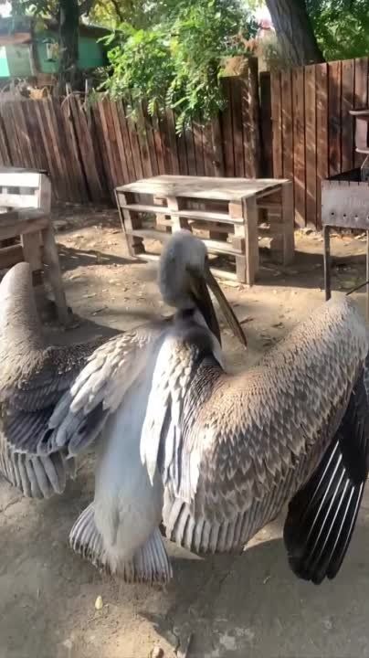 �������, �������� ����� � ���������, �������� � ���������, � ��� ��������