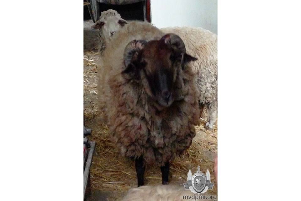 �� ���� ��� ����� �����, ������� ���� ��������