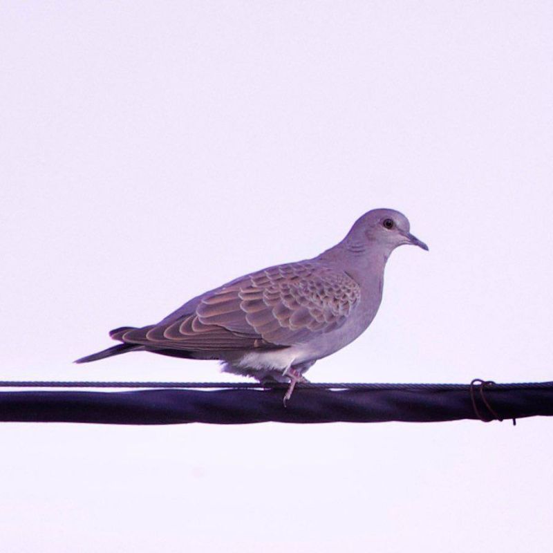 ����. ��� ��������. �� ��������.. ���� ������ ����������