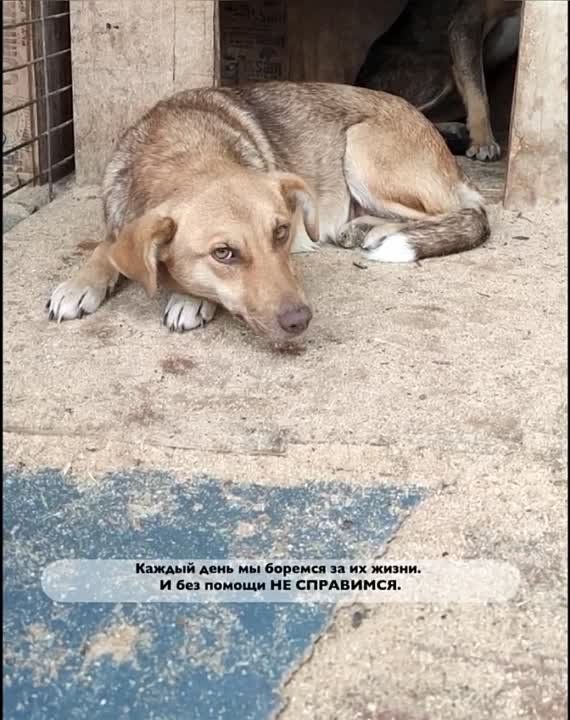 ����, ��� �������. ������ ����������� ������� ����� ������� ����� ��������