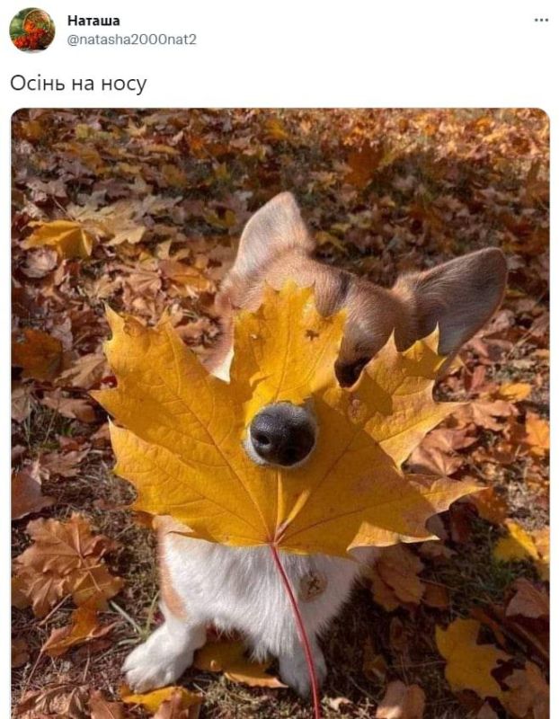 ���� ��� ���� ������� ����� �������: ����� +24