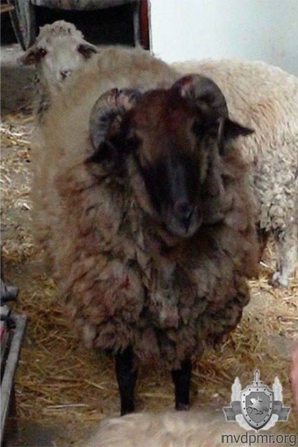 ������, ������� ���� ����������, ��������� �� ����