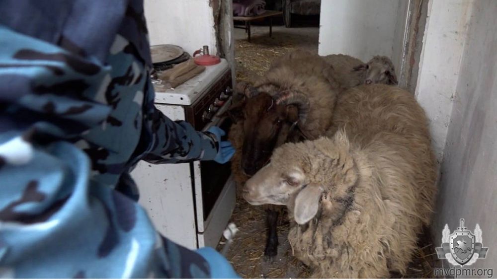 ������ ������: � ������������� ����� �������� ������� ����������