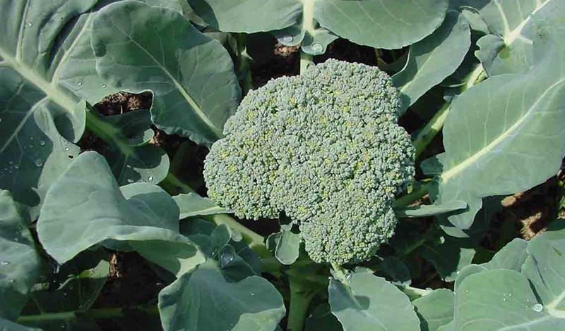 � ��������� �� ����� �������� 15 ���� �������� � ������ �������