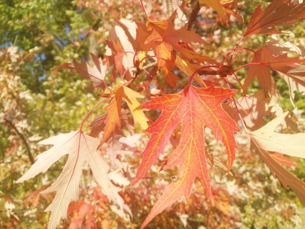 ������ � �������� ����� �������� �������