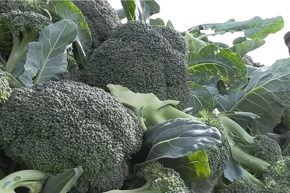 15 ���� �������� � ������ ������� - ����� ����������� ��������� ������� �������� �� ����� ���������