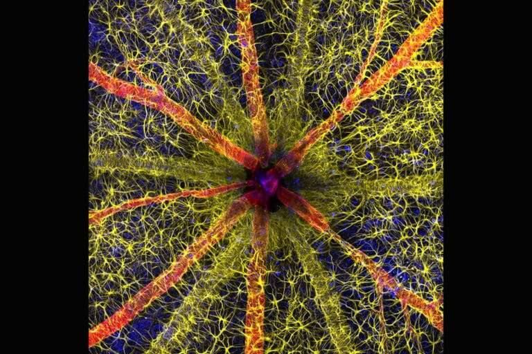 ��������� ����� �������� ��������������� Nikon Small World 2023