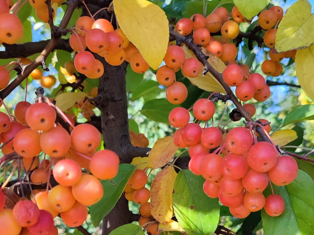 � ������. ������ ������ �� �������� ����������� ������������� �� ���� ������ ������� ������ ��������� �� ������. ���� �...