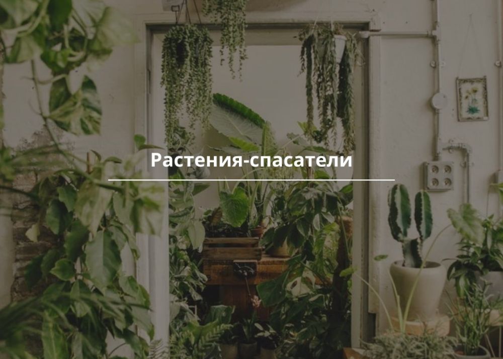 ����� ������������ ����������, ��� �������� ������� ������ �� ��������