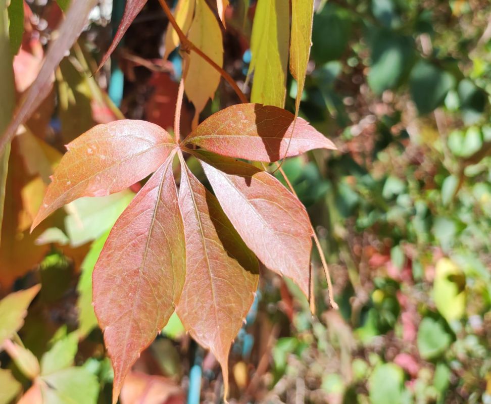 ������� ������. �������, 19 �������, ��������� ���������� ����������, ��� �������