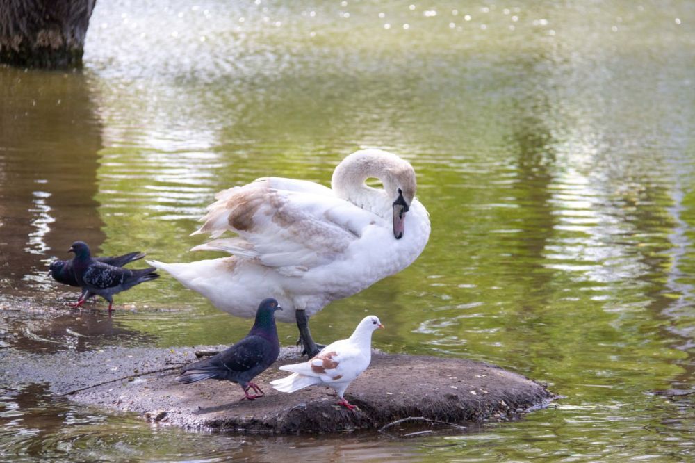 ����� ����� �� ����, �������� ����� ������ ����