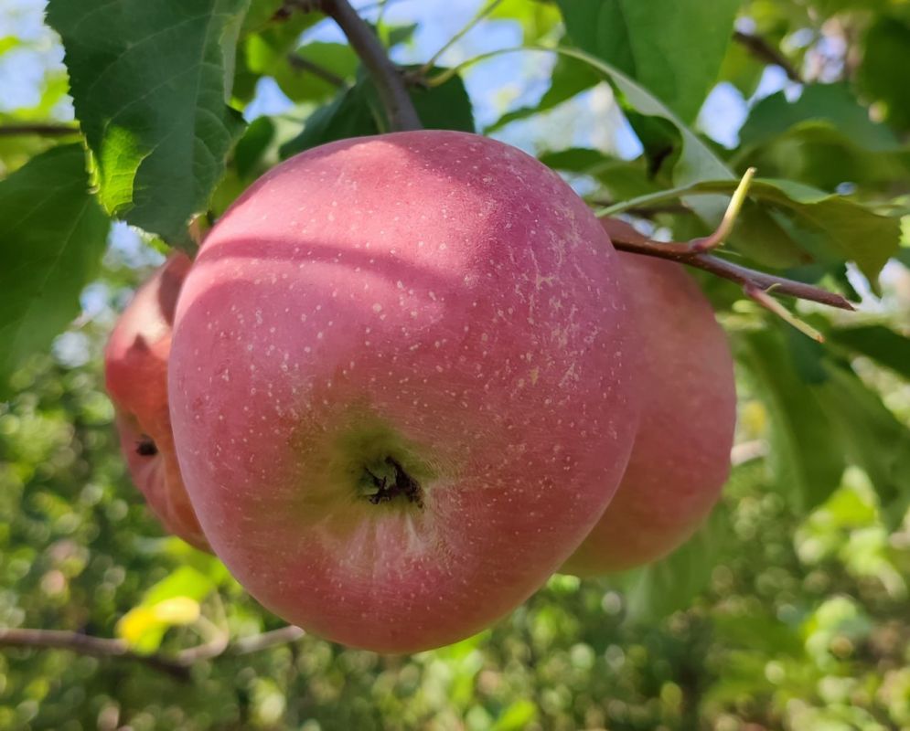 ������ �������-������� ������� � �������������