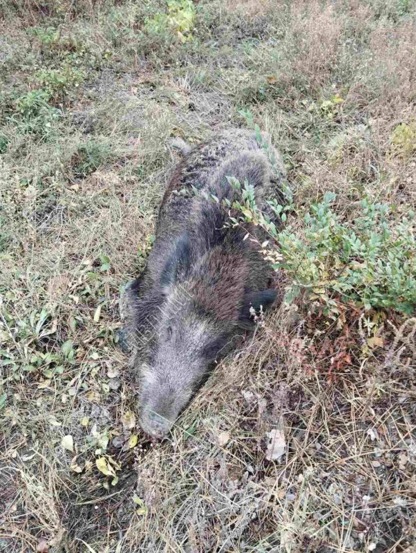 ���� ������ � �����. ������ ��� ���� ��������, ������� ������� � ����� ���