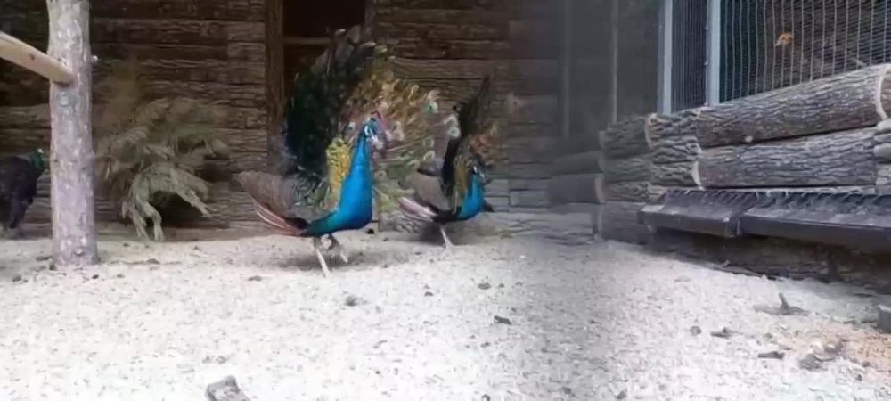 � ����, ������!. ����� � �������� ��������, �������, �� ��������. ������� ��� ����� ������� ��������� � ������� ���������...