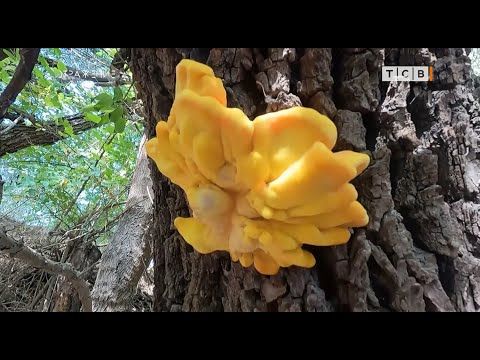 �����, ������� ����� ���� �������, ��� ������ �� ��� ���� ����� ���������. ������ ������, � �������� ������ ������� ����, �...