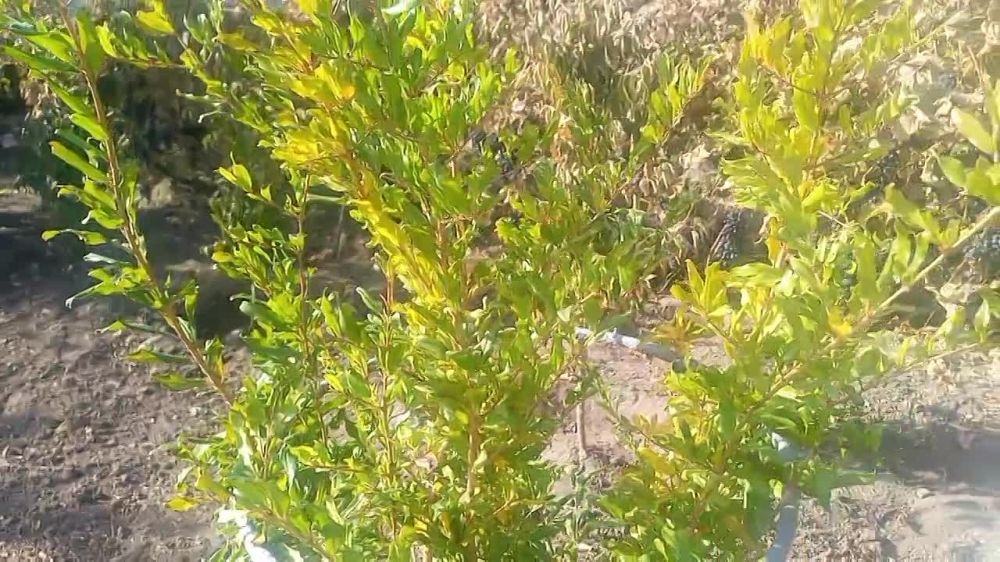 ������� � � ������������� �����������