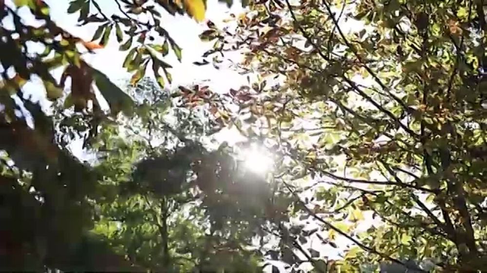 ������ ����� ���������. � ������������� ������ ������������ ������������ �������