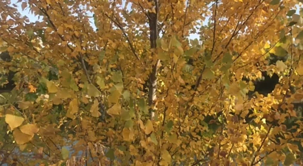 ���, ����� ����� ���������