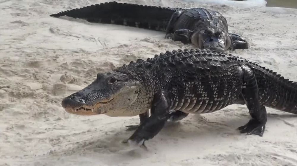 �������� ������ ������������� �������� ������ ���������� �� ������ ���� ������ ����������� �� ��������� ����