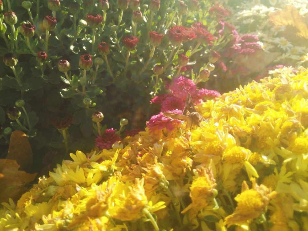 ������ �� ������� - ������� ���������