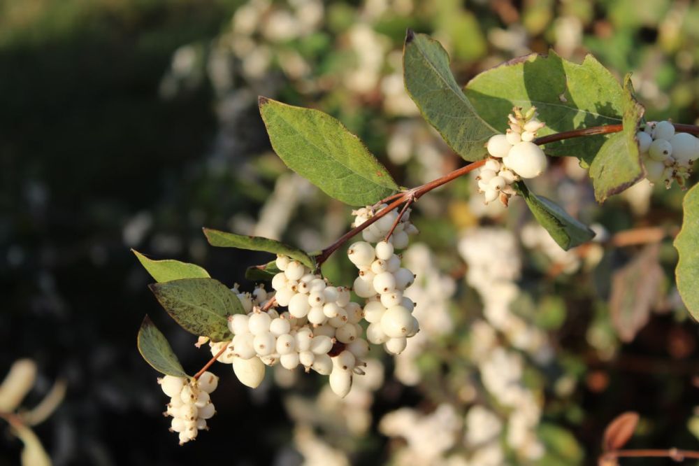 ������� ������. �������, 23 �������, ��������� ���������� ����������, ��� �������