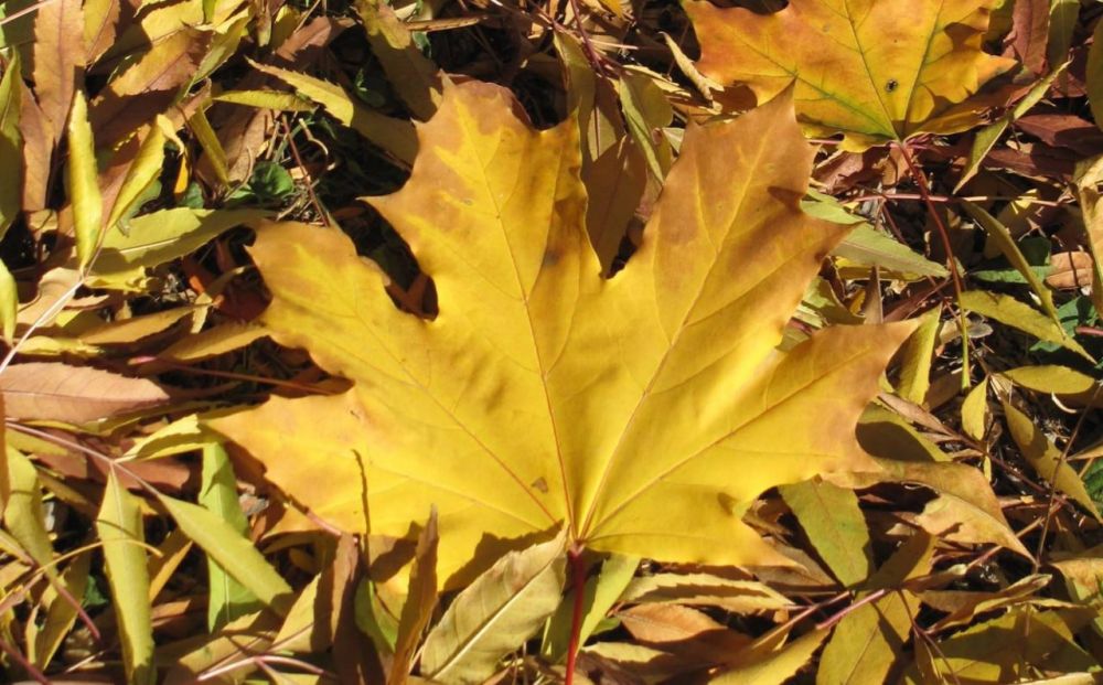 ������� ������. �������, 24 �������, ��������� ���������� ����������, ��� �������