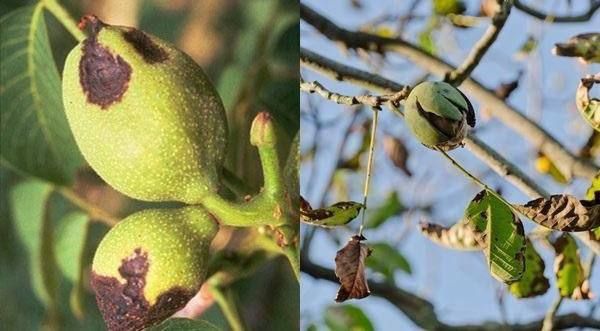 � ���� ���� �� ������� ����� ����� ������ ������