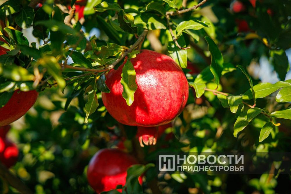 ������� ������ ������� ���������� �� ����� ������� ������� ������ �� ���������������