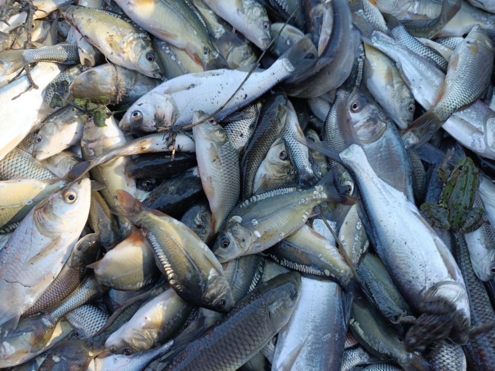 ������� ���� ����������. ����������� �������. ����������������� ��� � 17 �� 20 ������� � ������������ � ������������ ������������� ��������� 7 ���� 115 ����������� ��������� �����, ������, ������ �����, ������ � �������� �������������