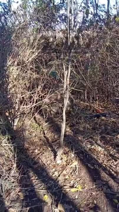 Ƹ����� ����� ���� �� ���������� � ������-������� �� ���������, ����� ����������� �������