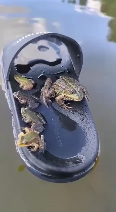 �� �����! ������ ��������!