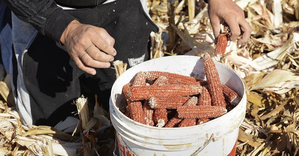 ��������� �������� ������� ��������, ����� ������ ����� �����