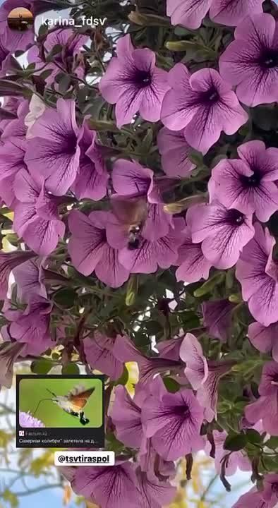 ��� �������� ������� �� �����