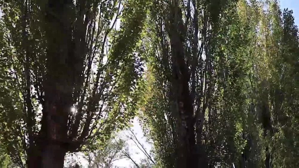 ������� ���������. ����������������� ����� �������������� ���������������� ��� ��������-������������ ����� �� ���� �������� ������������ �������