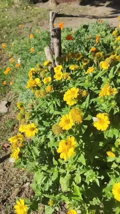 ��������� ���������� ��������� � ���������.