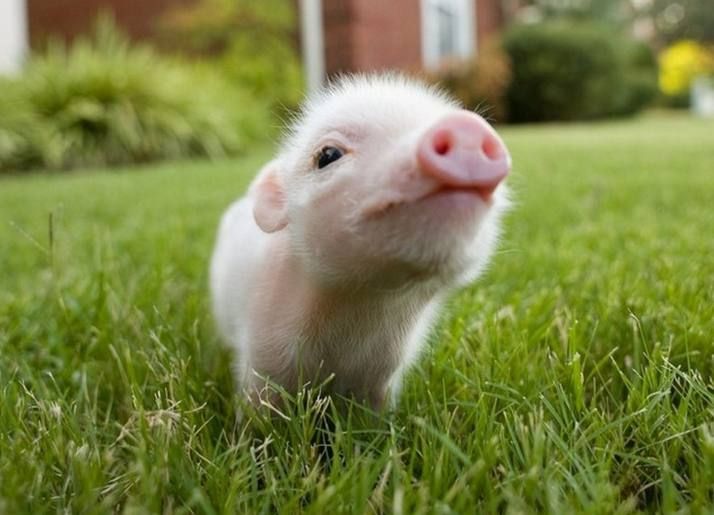 ������� �� ������ ������ �� �������