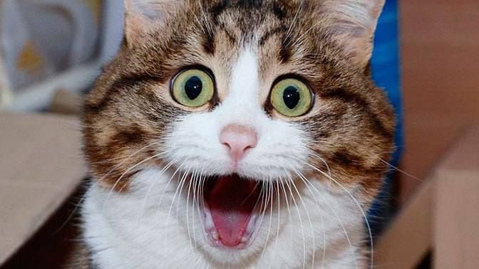 ������ ��������� � ����� ����� 300 ���������� ����