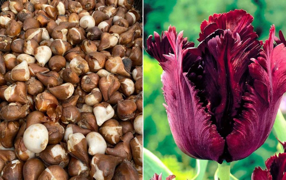 ���� ���� Black Parrot ���� ����� �� ������, � ����� ��������, ������ �������� �����������