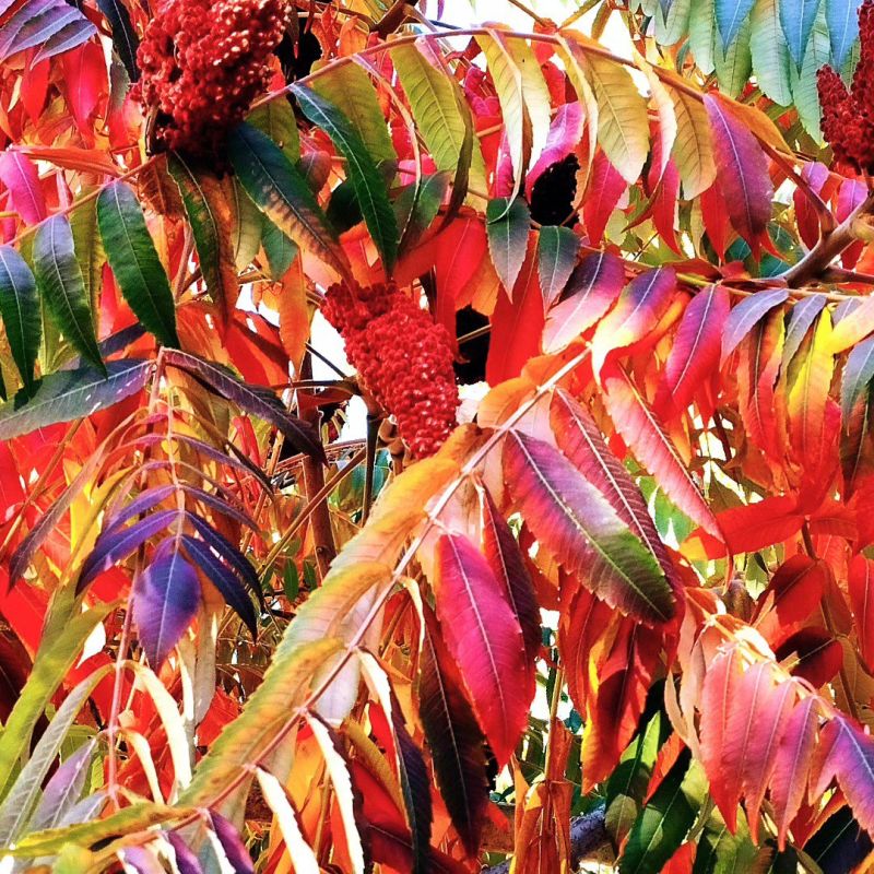 ����� ������ ����������� ���������